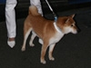 六本木交差点に美女と野獣が出現