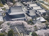 東京タワー大展望台から見た増上寺周辺の桜